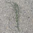 Foto von Besonderheit Equisetum ramosissimum