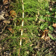 Portraitfoto Equisetum telmateia