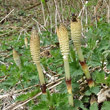 Blütenfoto Equisetum telmateia