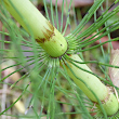 Stängel-/Stammfoto Equisetum telmateia