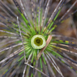 Foto von Besonderheit Equisetum telmateia