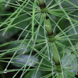 Portraitfoto Equisetum telmateia