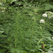 Habitusfoto Equisetum telmateia