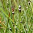 Portraitfoto Equisetum variegatum