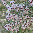 Blütenfoto Erica arborea
