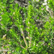 Blätterfoto Erica arborea