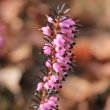 Blütenfoto Erica carnea