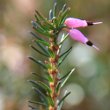 Blätterfoto Erica carnea