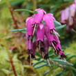 Portraitfoto Erica carnea