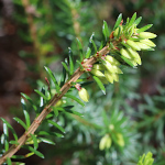Foto der Jungpflanze Erica carnea
