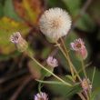 Fruchtfoto Erigeron acris