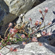 Habitusfoto Erigeron acris subsp. politus