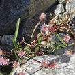 Blätterfoto Erigeron acris subsp. politus