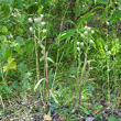 Habitusfoto Erigeron acris