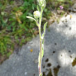 Stängel-/Stammfoto Erigeron acris