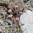 Portraitfoto Erigeron acris subsp.angulosus