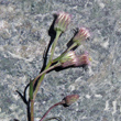 Blütenfoto Erigeron acris subsp.angulosus