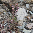 Habitusfoto Erigeron acris subsp.angulosus