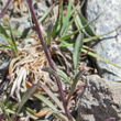 Stängel-/Stammfoto Erigeron acris subsp.angulosus