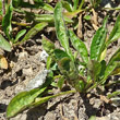 Blätterfoto Erigeron alpinus