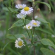 Blütenfoto Erigeron annuus