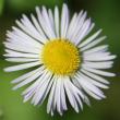 Portraitfoto Erigeron annuus