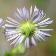 Foto von Besonderheit Erigeron annuus