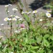 Habitusfoto Erigeron annuus