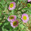 Portraitfoto Erigeron atticus