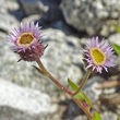 Blütenfoto Erigeron atticus