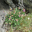 Habitusfoto Erigeron atticus