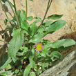 Blätterfoto Erigeron atticus