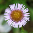 Portraitfoto Erigeron gaudinii