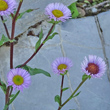 Blütenfoto Erigeron glabratus