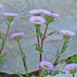 Foto Kelch Erigeron glabratus