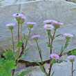 Habitusfoto Erigeron glabratus