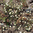 Habitusfoto Erigeron karvinskianus