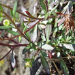 Blätterfoto Erigeron karvinskianus