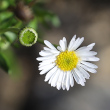 Blütenfoto Erigeron karvinskianus