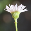 Foto Kelch Erigeron karvinskianus