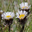 Blütenfoto Erigeron neglectus