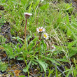 Habitusfoto Erigeron neglectus