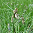 Blütenfoto Eriophorum angustifolium