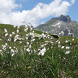 Habitusfoto Eriophorum angustifolium