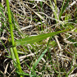 Blätterfoto Eriophorum latifolium