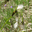 Portraitfoto Eriophorum latifolium