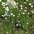 Portraitfoto Eriophorum scheuchzeri