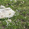 Habitusfoto Eriophorum scheuchzeri