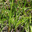 Blätterfoto Eriophorum scheuchzeri