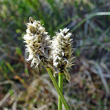 Blütenfoto Eriophorum vaginatum